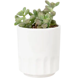 Aloe Vera Mini Plant