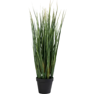 Lemon Grass Plant
