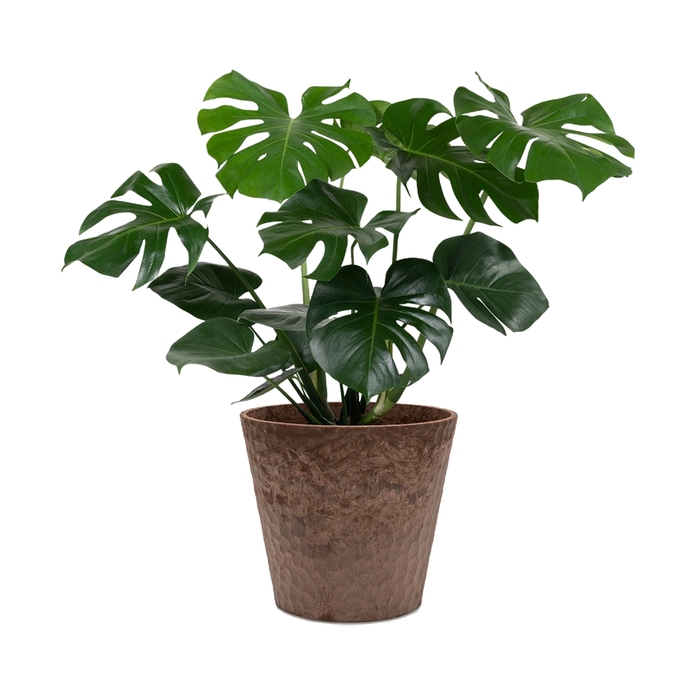 Monstera Deliciosa Plant