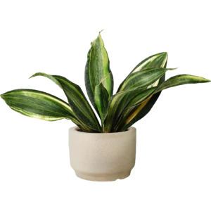 Snake Plant