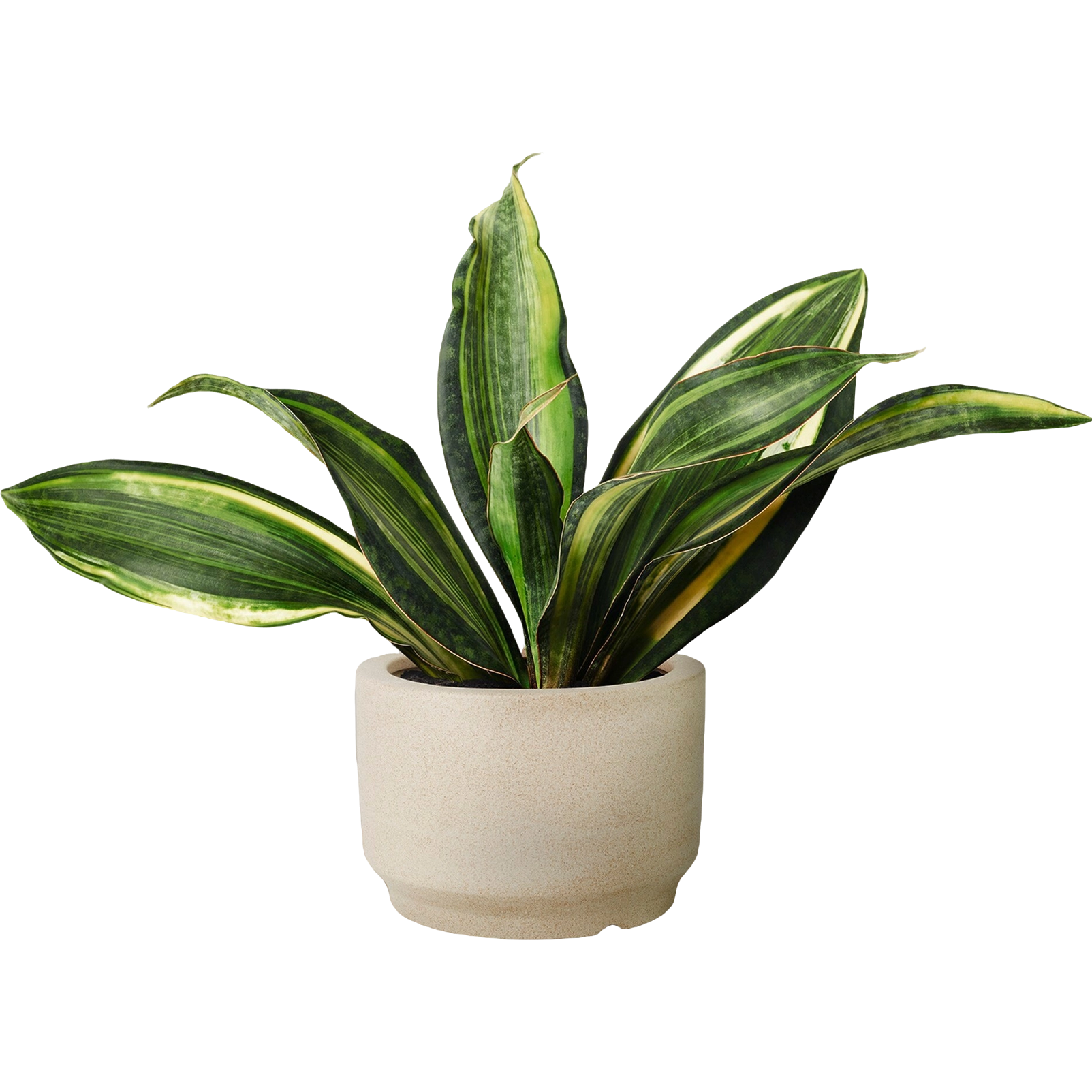 Snake Plant